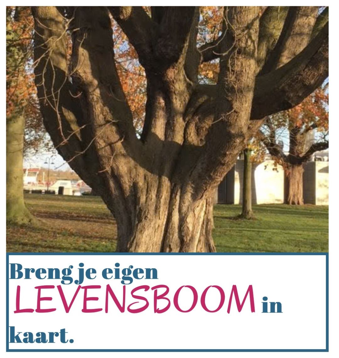 Afbeelding bij Mijn eigen levensboom